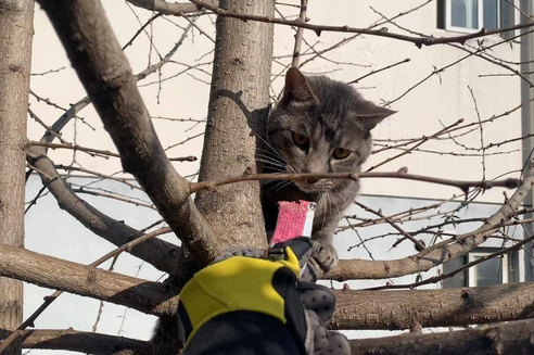 猫被困在10多米的树顶，处境危险，看了忍不住捏把汗