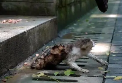 面对救助，饱受伤害的猫咪满是惶恐