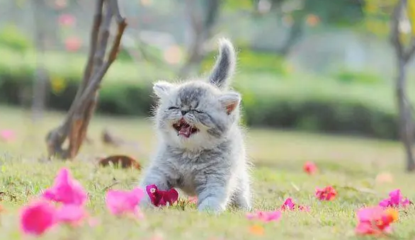 猫咪的15个肢体语言意思，猫咪的语言动作