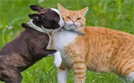 猫咪打得过狗吗