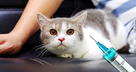 猫打完疫苗发烧怎么办？