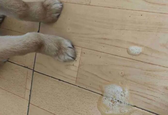 狗频繁呕吐白色粘液