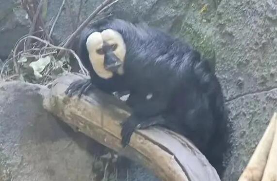白脸僧面猴南京红山的图片 白脸僧面猴南京红山的图片