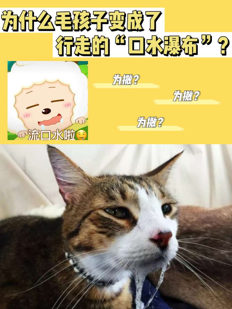 为什么毛孩子变成了行走的“口水瀑布”? 为什么毛孩子变成了行走的“口水瀑布”?