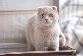 高铁可以带猫吗,我来告诉你~ 高铁可以带猫吗,我来告诉你~
