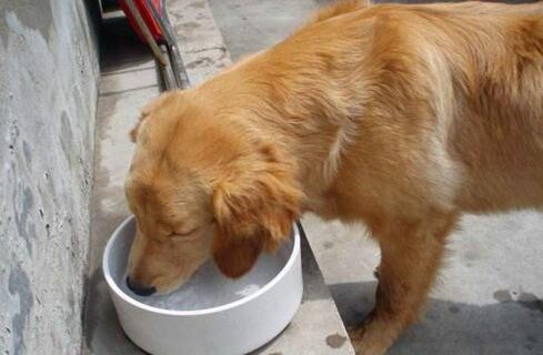 狗狗拉稀应当禁食禁水的吗？