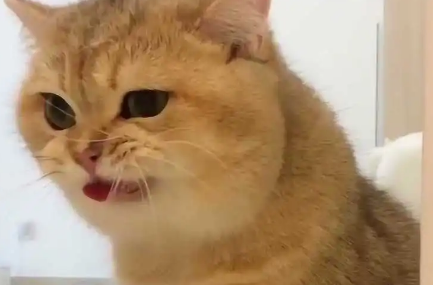 猫为什么会咬住自己的舌头