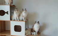 上海最靠谱的猫舍
