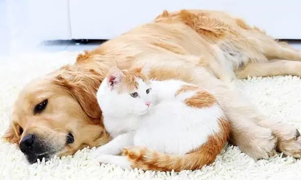 新手建议养猫还是养狗?来get下吧 新手建议养猫还是养狗?来get下吧