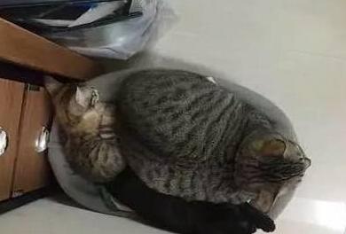  主人听见猫咪凄厉的惨叫，急忙跑过去看，结果看见后笑得岔气 