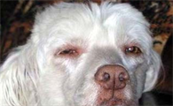 狗狗得了糖尿病怎么办？犬糖尿病症状是什么？