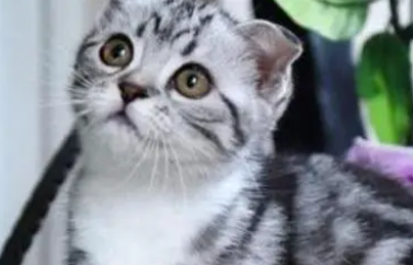 养猫用什么消毒液最好?适合养猫家用的消毒液推荐! 养猫用什么消毒液最好?适合养猫家用的消毒液推荐!