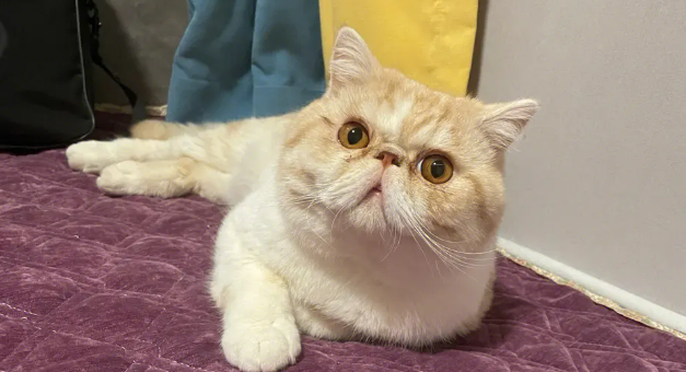 加菲猫颜色以及价格