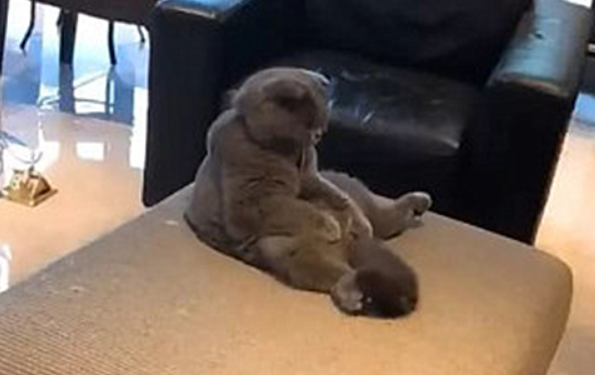 强行带蓝猫去做了绝育,隔天再去看时,却有些不敢面对它了 强行带蓝猫去做了绝育,隔天再去看时,却有些不敢面对它了