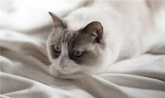 猫怀孕多长时间有胎动