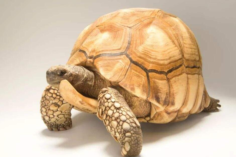安哥洛卡陆龟繁殖？看看这些注意事项