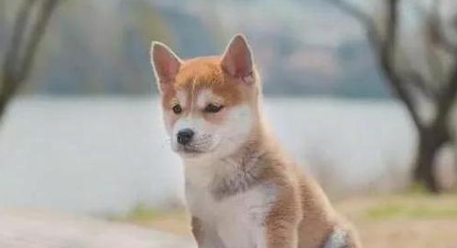 狗狗真菌皮肤病会自愈吗？