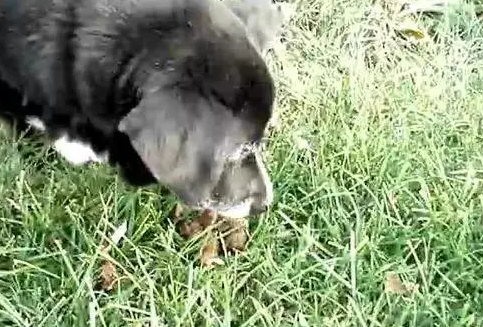 土狗为什么喜欢吃人屎