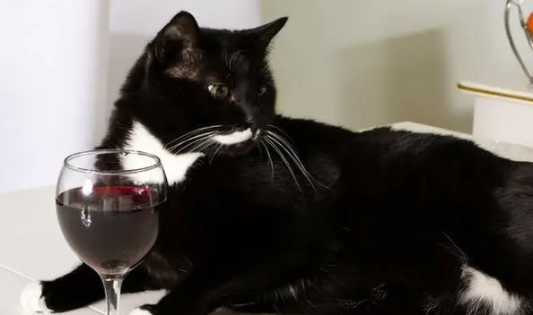 猫喝了酒会出现什么状况