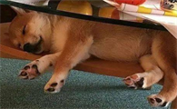 狗狗抽筋注意事项有哪些？不妨来看看吧