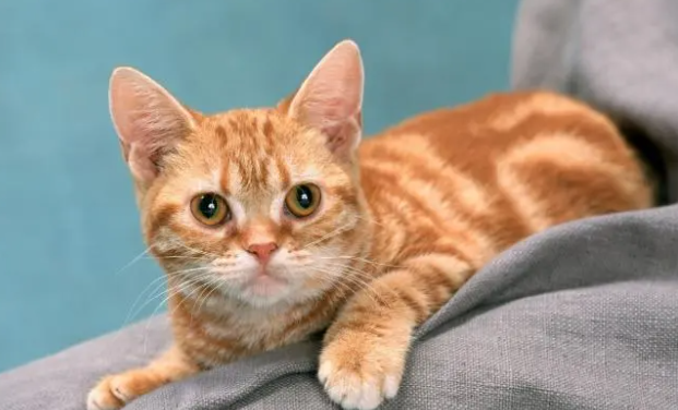 猫咪怎么训练才有效？猫咪训练方法！