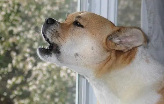 狗狗为什么会叫唤呢