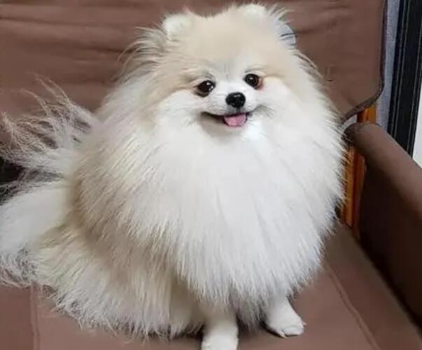 博美犬心脏肥大冬季一直咳嗽怎么办? 博美犬心脏肥大冬季一直咳嗽怎么办?