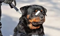 女生适合养的护卫犬