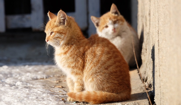 流浪猫喂完了不搭理你了?怎么回事? 流浪猫喂完了不搭理你了?怎么回事?