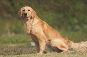 金毛犬除毛期要多长时间