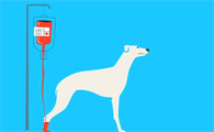 家犬血型不匹配就不可以输血?并不是这样,狗狗:我就是全能血