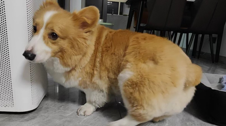 为什么狗狗一直盯着厨房