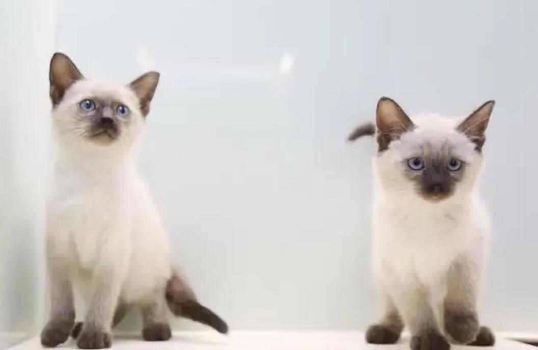 暹罗猫有黄色的眼珠吗?你家的暹罗猫是哪种? 暹罗猫有黄色的眼珠吗?你家的暹罗猫是哪种?