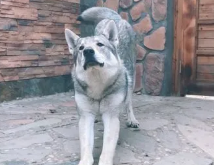 世界十大猛犬排行榜 世界十大猛犬排行榜