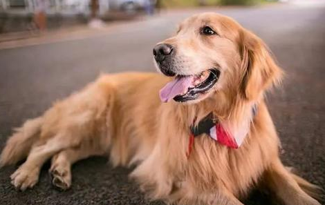 训练小狗小窍门，金毛犬舍哪个好？