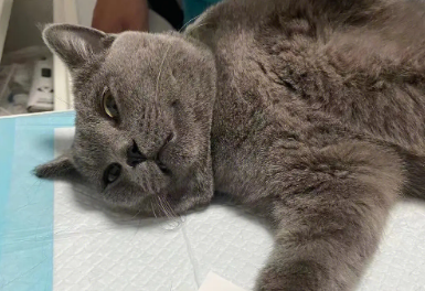 宠物医院公猫绝育价格 宠物医院公猫绝育价格