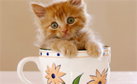 怎么阻止猫咪破坏窗帘和抽纸?方法有哪些?
