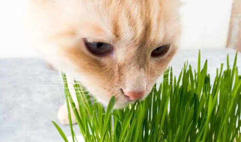 猫咪和狗为什么吃草呢