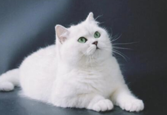 家猫多少钱一只正常价 家猫多少钱一只正常价