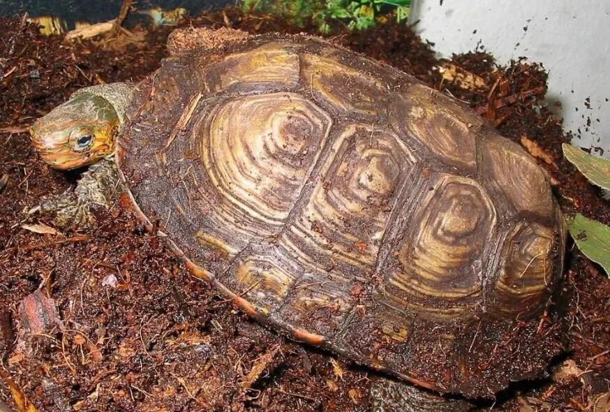 15度会不会冻死木纹龟