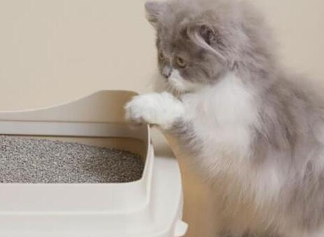 刚养猫咪不拉屎怎么办? 刚养猫咪不拉屎怎么办?
