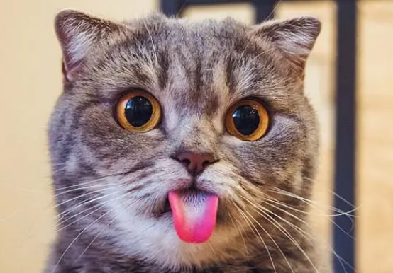 猫咪为什么突然吐舌头