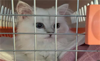 猫咪托运会不会传染病毒