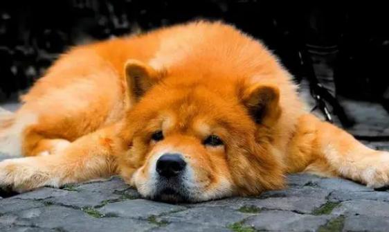 狗狗没驱虫会挑食吗？