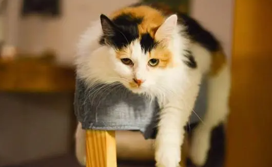 滴耳液治疗猫咪耳螨的步骤,猫咪耳螨的日常护理! 滴耳液治疗猫咪耳螨的步骤,猫咪耳螨的日常护理!