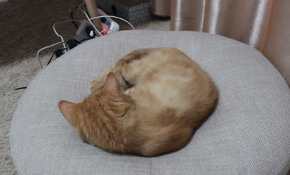猫咪两岁还能训练吗?猫咪技巧训练! 猫咪两岁还能训练吗?猫咪技巧训练!