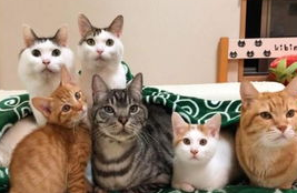 和猫咪的沟通比训练更重要，才能更好的跟猫咪相处！