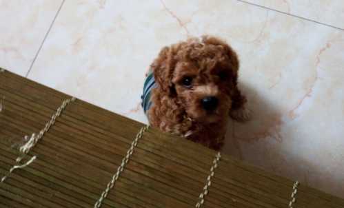 泰迪3个月腹泻该怎么办？一起来看看！
