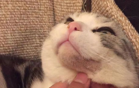 猫咪黑下巴的原因？猫咪黑下巴怎么办？