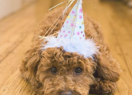 泰迪犬骑跨的3大原因！